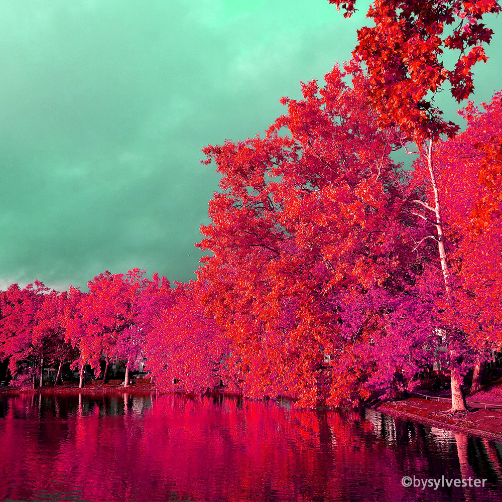 Colorful Moments I